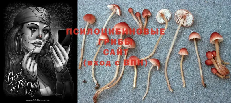 Галлюциногенные грибы Magic Shrooms  Избербаш 